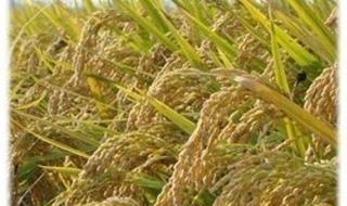 亩产多少斤大米 水稻亩产多少斤